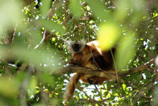excursion-lemurien-Lokobe-p