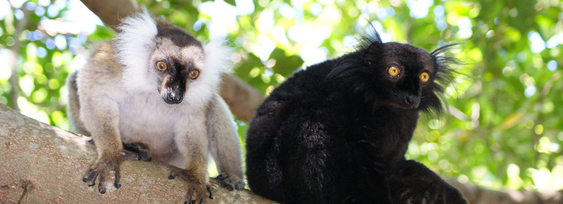 nosy-komba-lemuriens
